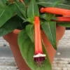 Firecracker Plant (Cuphea Ignea) Live Plant - Mexican Cigar Plant - Image 1