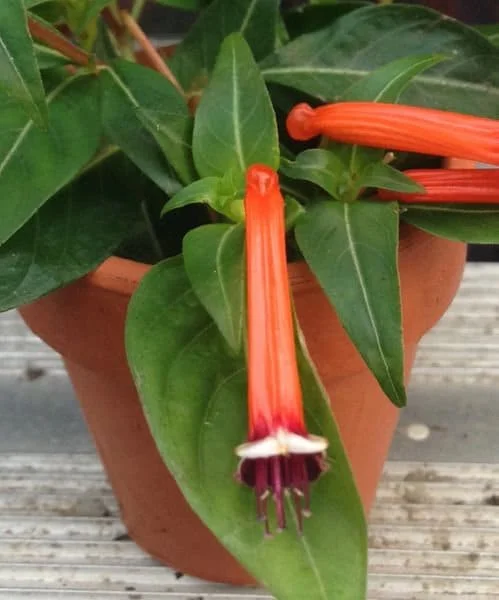 Firecracker Plant (Cuphea Ignea) Live Plant - Mexican Cigar Plant - Image 1