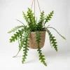 Fishbone Cactus Live Plant – 2 Inch Pot, 3-5 Inches Tall for Hanging Baskets - Image 1