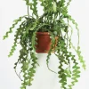Fishbone Cactus Live Plant – 2 Inch Pot, 4-6 Inch Height, Hanging Basket Zig Zag Epiphyllum Anguliger - Image 1