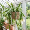 Fishbone Cactus Live Plant - 4-7 Inches Tall in 4 Inch Pot for Hanging Basket, Epiphyllum Succulent - Image 1
