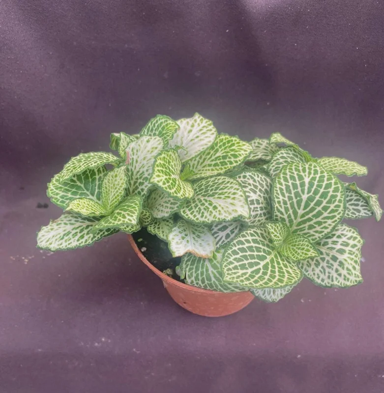 Fittonia Purple Snow Anne Nerve Plant – Live Plant – 3" Pot – Indoor - Image 2