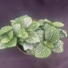 Fittonia Purple Snow Anne Nerve Plant – Live Plant – 3" Pot – Indoor Fittonia Purple Snow Anne Nerve Plant – Live Plant – 3" Pot – Indoor - Image 1