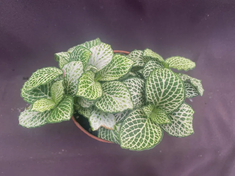 Fittonia Purple Snow Anne Nerve Plant – Live Plant – 3" Pot – Indoor - Image 1