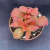 Fittonia Red Flame Live Plant - Vibrant Red Nerve Plant in 3 inch Pot, Indoor Fittonia Red Flame Live Plant - Vibrant Red Nerve Plant in 3 inch Pot, Indoor - Image 1