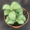 Fittonia White Tiger Live Plant – Easy Care Rooted Houseplant – Shipped in 3" Pot Fittonia White Tiger Live Plant – Easy Care Rooted Houseplant – Shipped in 3" Pot - Image 1