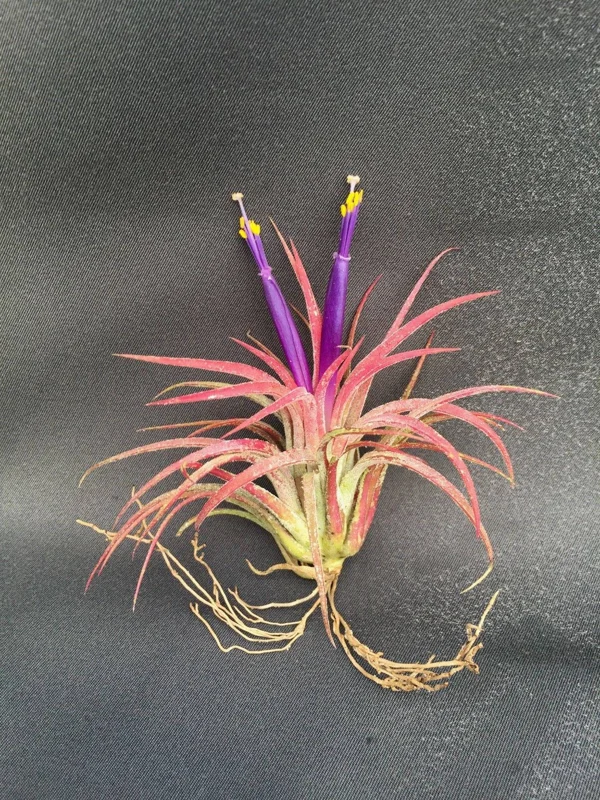 Five Air Plants, Tillandsia ionantha, The Blushing Bride - Live Houseplant Five Air Plants, Tillandsia ionantha, The Blushing Bride - Live Houseplant - Image 2