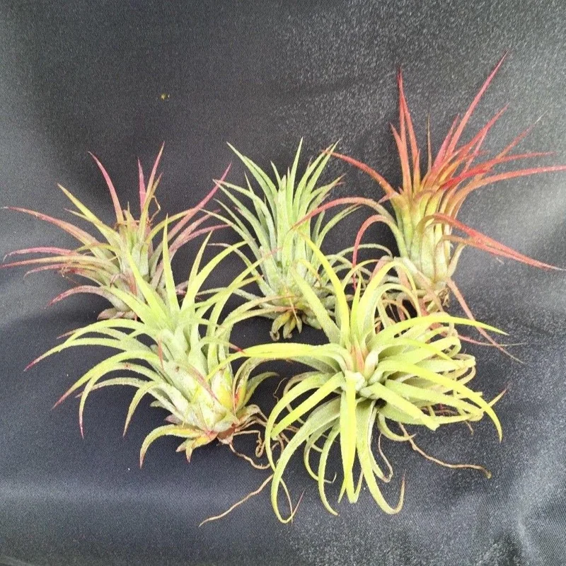 Five Air Plants, Tillandsia ionantha, The Blushing Bride - Live Houseplant Five Air Plants, Tillandsia ionantha, The Blushing Bride - Live Houseplant - Image 1