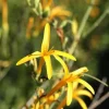 Flame Acanthus 'Benny's Gold' Live Plant, 1 Gallon, Outdoor Shrub - Image 1