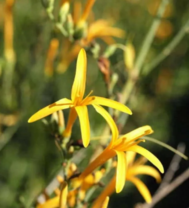 Flame Acanthus 'Benny's Gold' Live Plant, 1 Gallon, Outdoor Shrub Flame Acanthus 'Benny's Gold' Live Plant, 1 Gallon, Outdoor Shrub - Image 1