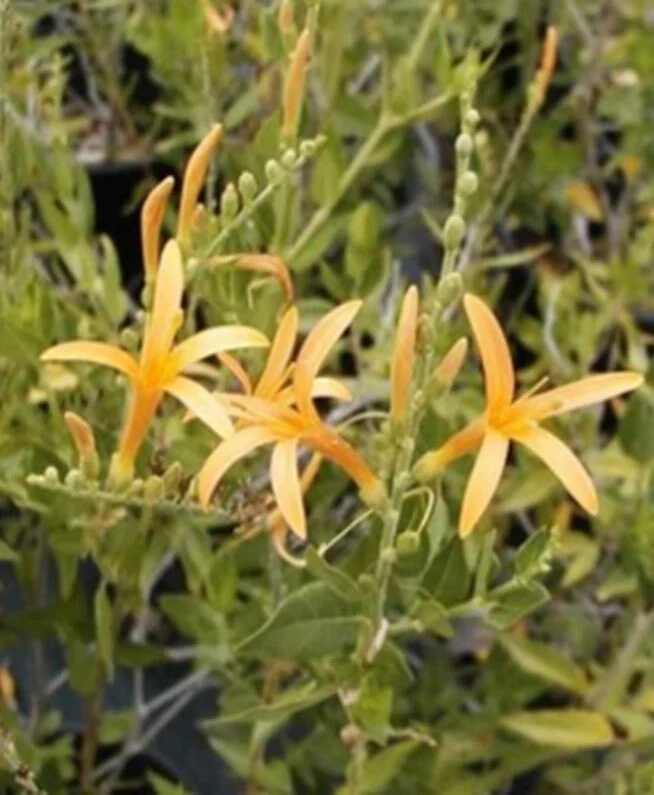 Flame Acanthus 'Benny's Gold' Live Plant, 1 Gallon, Outdoor Shrub Flame Acanthus 'Benny's Gold' Live Plant, 1 Gallon, Outdoor Shrub - Image 2