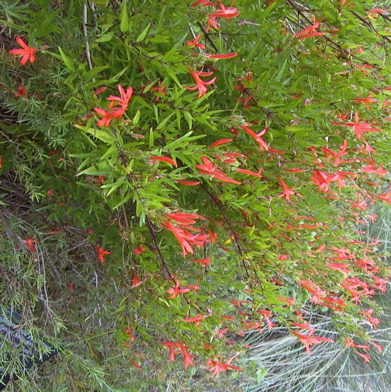 Flame Acanthus Live Plant - Anisacanthus quadrifidus, Texas Native, 4in Quart Pot - Image 2