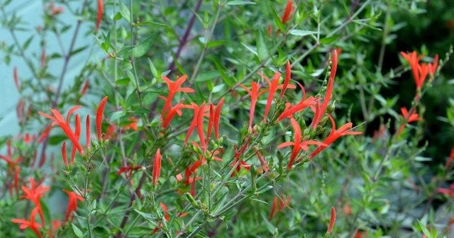 Flame Acanthus Live Plant – Anisacanthus quadrifidus – 1 Gallon – Texas Native Shrub Flame Acanthus Live Plant – Anisacanthus quadrifidus – 1 Gallon – Texas Native Shrub - Image 3