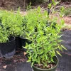Flame Acanthus Live Plant – Anisacanthus quadrifidus – 1 Gallon – Texas Native Shrub Flame Acanthus Live Plant – Anisacanthus quadrifidus – 1 Gallon – Texas Native Shrub - Image 1