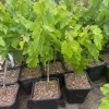 Flame Seedless Grape Plant – Live Vine – Sweet Red Grapes – Outdoor - Image 1
