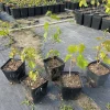 Flame Seedless Grape Vine Live Plant - 6 inch Pot - Sweet Red Grapes Flame Seedless Grape Vine Live Plant - 6 inch Pot - Sweet Red Grapes - Image 1