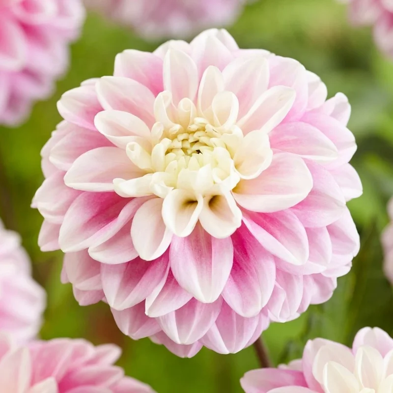 Fluffles Dahlia Perennial Flower Seeds - 25 Seed Pack - Flowering Bloom - Image 2