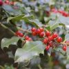 Foster Holly Live Evergreen Tree - 6-12" Tall Seedling, Red Berries, Outdoor - Image 1