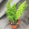 Foxtail Fern Asparagus meyeri Live Plant – Established in 3" Pot – Sun-Loving - Image 1