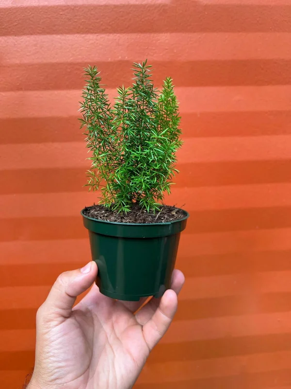 Foxtail Fern Live Plant – Asparagus Densiflorus – 4-inch Pot – Indoor/Outdoor - Image 1