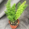 Foxtail Fern Live Plant - Asparagus meyeri - Established in 3" Pot - Sun Tolerant Foxtail Fern Live Plant - Asparagus meyeri - Established in 3" Pot - Sun Tolerant - Image 1