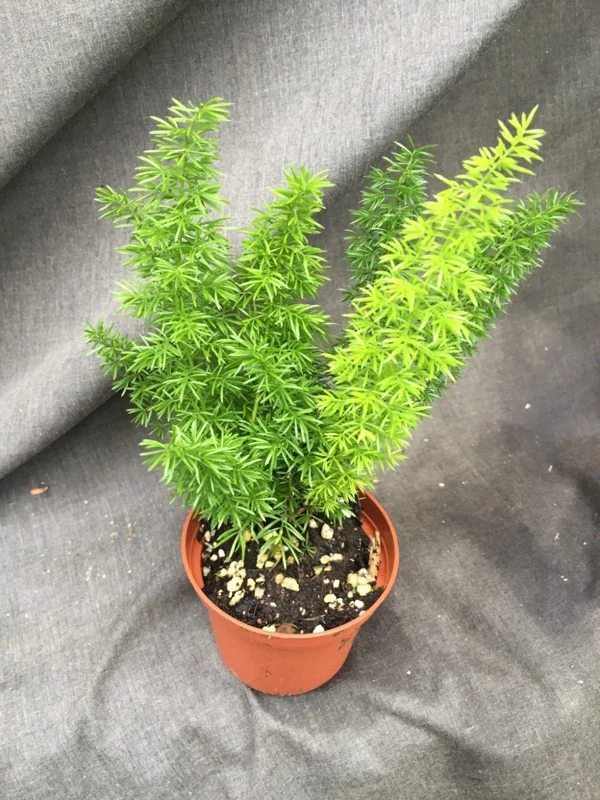Foxtail Fern Live Plant - Asparagus meyeri - Established in 3" Pot - Sun Tolerant - Image 1