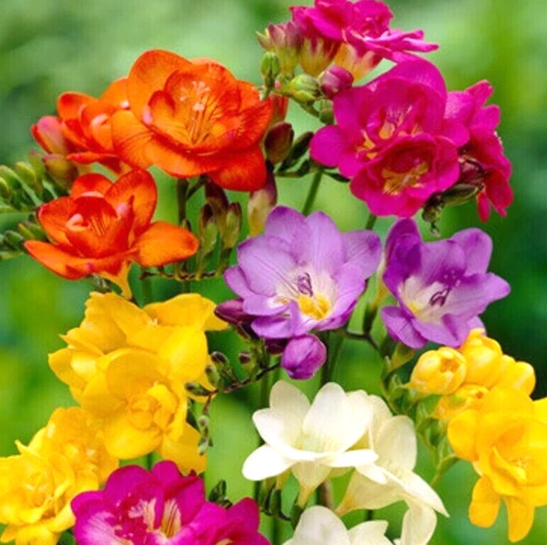 Freesia Single Mix Bulbs - 10 Live Fragrant Flower Bulbs for Garden Freesia Single Mix Bulbs - 10 Live Fragrant Flower Bulbs for Garden - Image 1