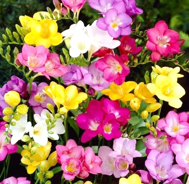 Freesia Single Mix Bulbs - 10 Live Fragrant Flower Bulbs for Garden Freesia Single Mix Bulbs - 10 Live Fragrant Flower Bulbs for Garden - Image 2