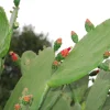 Fresh Edible Cactus Pads Organic Super Food for Reptiles & Pets - 2 Pound Fresh Edible Cactus Pads Organic Super Food for Reptiles & Pets - 2 Pound - Image 1
