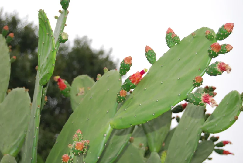 Fresh Prickly Pear Cactus Pads - Edible, Spineless, Thornless - 2 Pound - Image 2