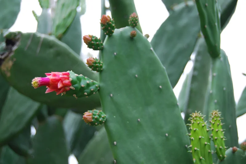 Fresh Prickly Pear Cactus Pads - Edible, Spineless, Thornless - 2 Pound - Image 1