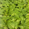 Fried Chicken Super Hot Pepper Live Plants - Set of 3 - 75+ Days Old, Vegetative - Image 1