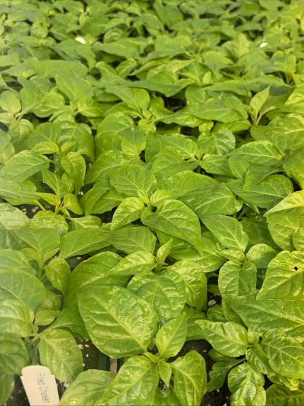Fried Chicken Super Hot Pepper Live Plants - Set of 3 - 75+ Days Old, Vegetative Fried Chicken Super Hot Pepper Live Plants - Set of 3 - 75+ Days Old, Vegetative - Image 1