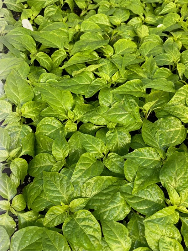 Fried Chicken Super Hot Pepper Live Plants - Set of 3 - 75+ Days Old, Vegetative Fried Chicken Super Hot Pepper Live Plants - Set of 3 - 75+ Days Old, Vegetative - Image 2