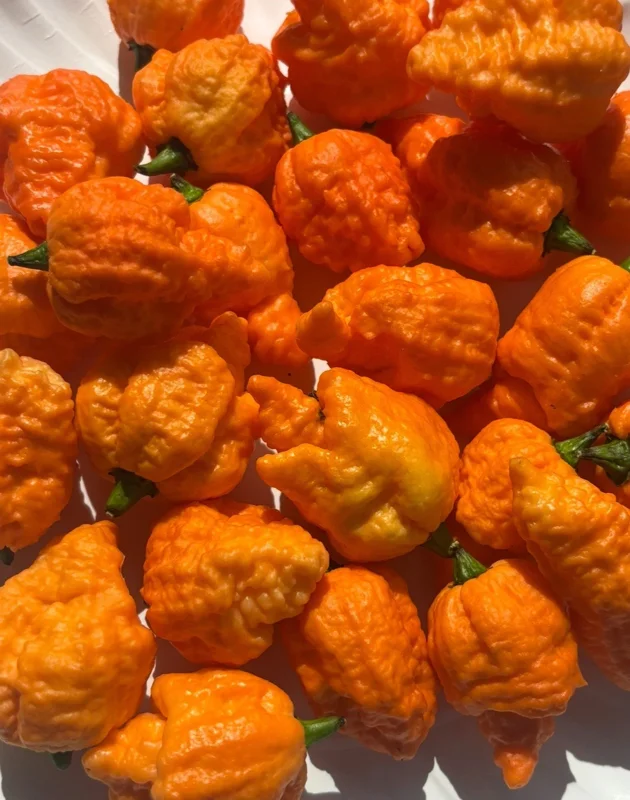Fried Chicken Super Hot Pepper Live Plants - Set of 3 - 75+ Days Old, Vegetative Fried Chicken Super Hot Pepper Live Plants - Set of 3 - 75+ Days Old, Vegetative - Image 3