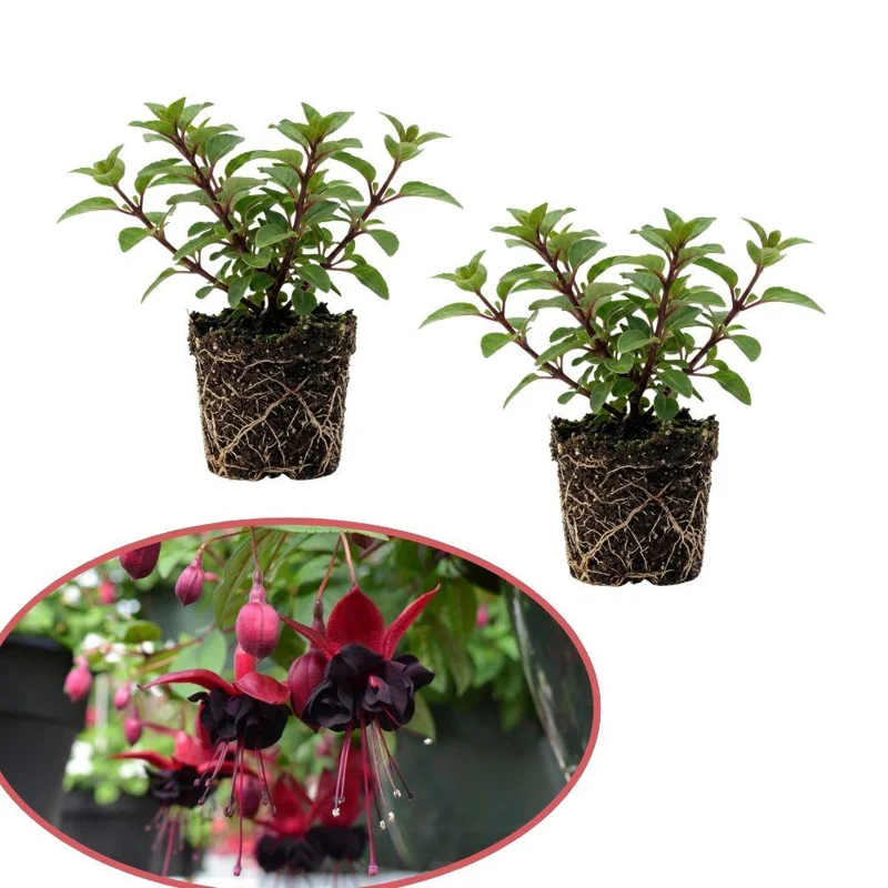 Fuchsia Blacky Live Plant Plug - Two-Tone Blooms for Hanging Baskets Fuchsia Blacky Live Plant Plug - Two-Tone Blooms for Hanging Baskets - Image 2