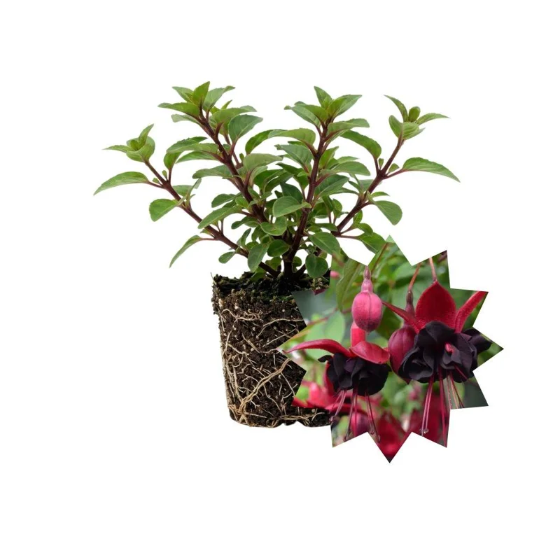 Fuchsia Blacky Live Plant Plug - Two-Tone Blooms for Hanging Baskets Fuchsia Blacky Live Plant Plug - Two-Tone Blooms for Hanging Baskets - Image 1