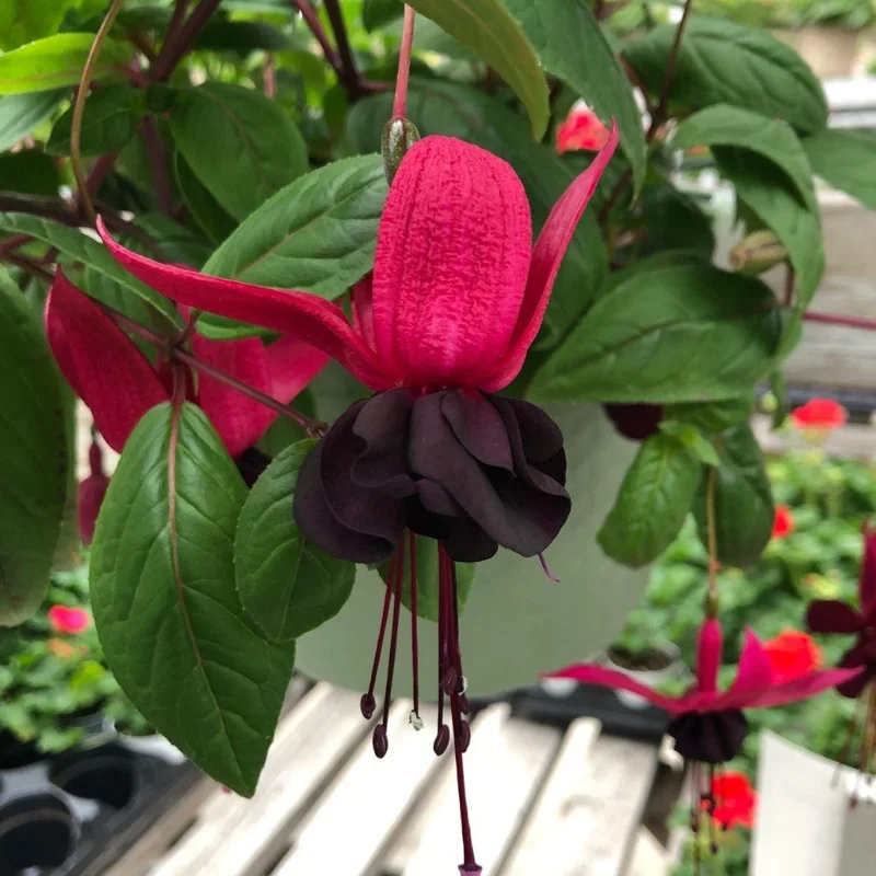 Fuchsia Blacky Live Plant Plug - Two-Tone Blooms for Hanging Baskets Fuchsia Blacky Live Plant Plug - Two-Tone Blooms for Hanging Baskets - Image 4