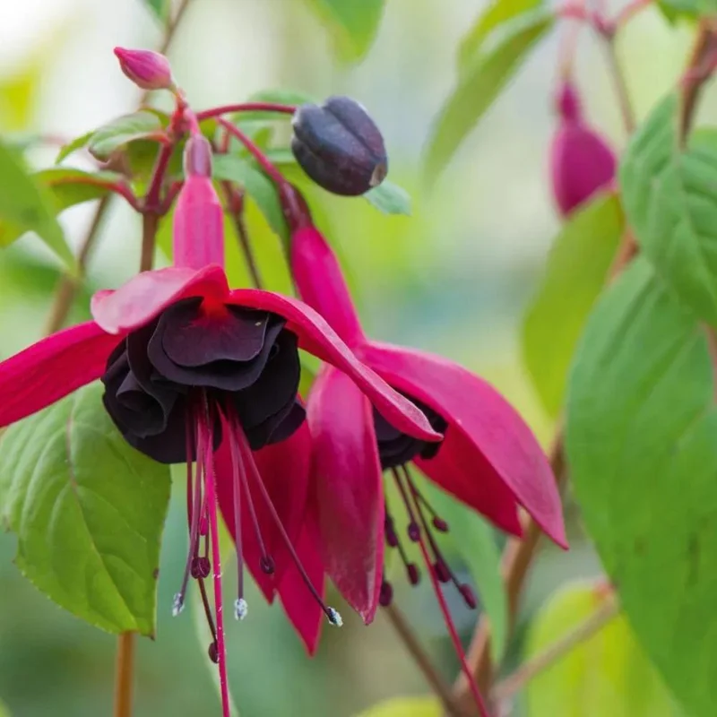 Fuchsia Blacky Live Plant Plug - Two-Tone Blooms for Hanging Baskets Fuchsia Blacky Live Plant Plug - Two-Tone Blooms for Hanging Baskets - Image 6
