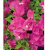 Fuchsia Pink Bougainvillea Live Cuttings - 7 Flower Plant, 6" Unrooted Bush Shrub Fuchsia Pink Bougainvillea Live Cuttings - 7 Flower Plant, 6" Unrooted Bush Shrub - Image 1
