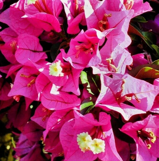 Fuchsia Pink Bougainvillea Live Cuttings - 7 Flower Plant, 6" Unrooted Bush Shrub Fuchsia Pink Bougainvillea Live Cuttings - 7 Flower Plant, 6" Unrooted Bush Shrub - Image 3