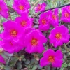 Fuchsia Single Flower Purslane Cuttings - Beautiful Bright Purple Flowers Live Plant - Image 1