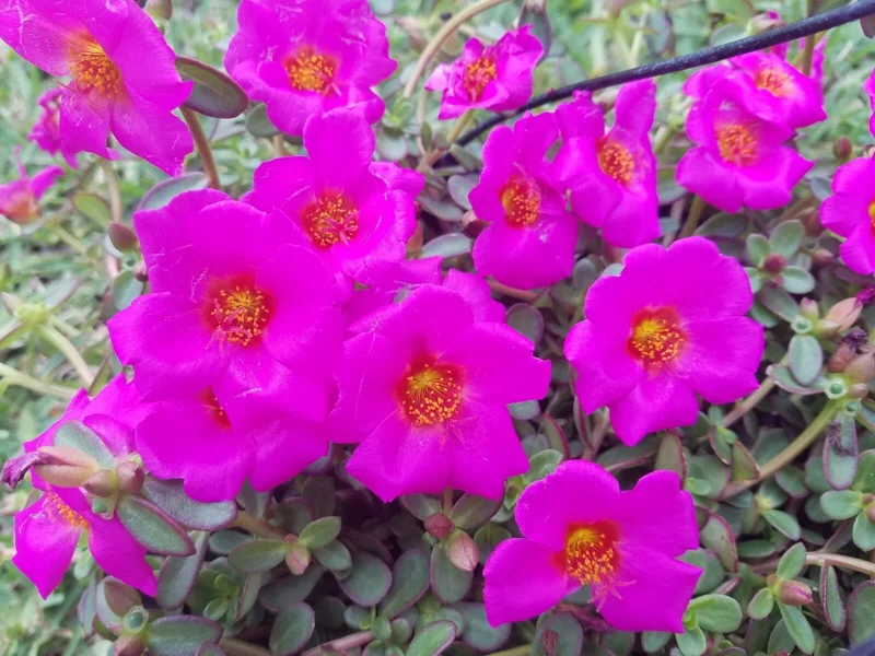 Fuchsia Single Flower Purslane Cuttings - Beautiful Bright Purple Flowers Live Plant - Image 1
