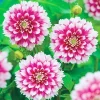 Fuzzy Wuzzy Dahlia Flower Seeds – 25 Count – Perennial Bloom – Outdoor - Image 1