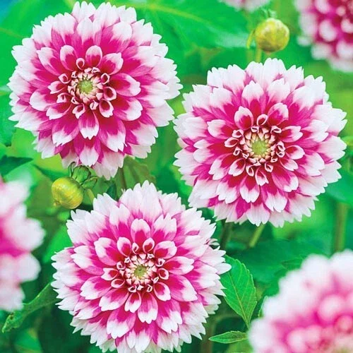 Fuzzy Wuzzy Dahlia Flower Seeds – 25 Count – Perennial Bloom – Outdoor - Image 1
