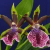 Galeopetalum Arlene Armour Orchid Plant – Zygopetalum Type Orchid – Live Plant – 2.5 inch Pot Galeopetalum Arlene Armour Orchid Plant – Zygopetalum Type Orchid – Live Plant – 2.5 inch Pot - Image 1