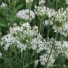 Garlic Chives Live Plant – 4 inch Pot – Outdoor Culinary Herb Garlic Chives Live Plant – 4 inch Pot – Outdoor Culinary Herb - Image 1