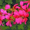 Geranium Pelargonium Cascade Pink Live Cuttings - 3 Count, 6 Inches Tall Geranium Pelargonium Cascade Pink Live Cuttings - 3 Count, 6 Inches Tall - Image 1
