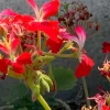 Geranium Pelargonium Fireworks Red - 3 Live 6" Unrooted Cuttings - Live Flower Plant Geranium Pelargonium Fireworks Red - 3 Live 6" Unrooted Cuttings - Live Flower Plant - Image 1