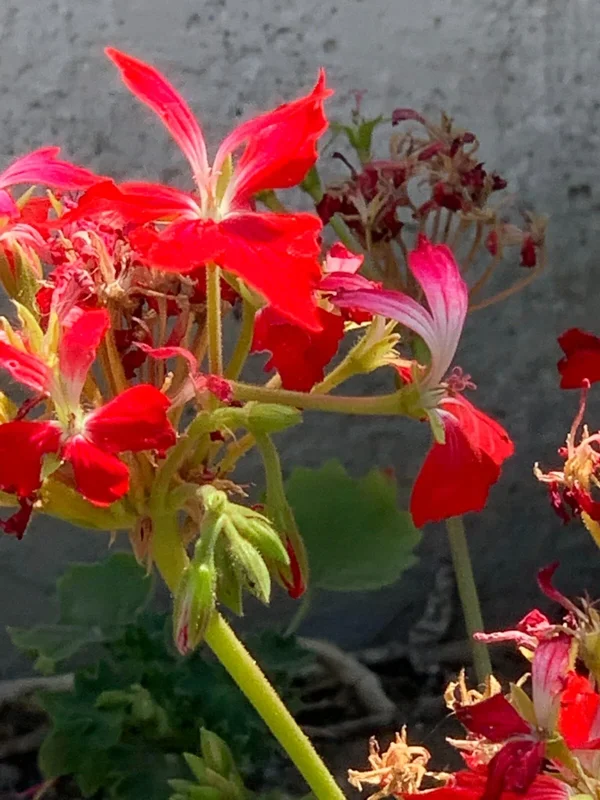 Geranium Pelargonium Fireworks Red - 3 Live 6" Unrooted Cuttings - Live Flower Plant - Image 1
